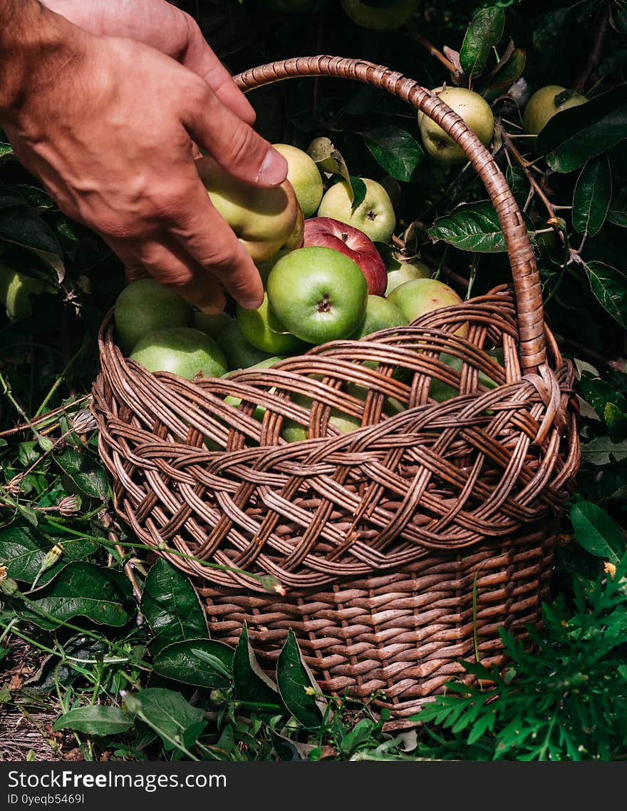 Farming And Gardening. A Human Puts Fresh-picked Apples From An Apple Tree In A Straw Wicker Basket. Harvest At The End Of Summer