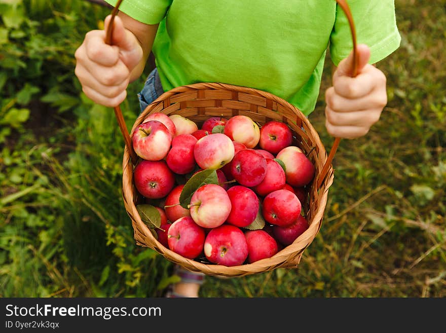 Outdoor Activity. Just Picked Fruit. Young Child Boy Holding A Basket With Fresh Organic Juicy Red Apples Harvest In Green Garden