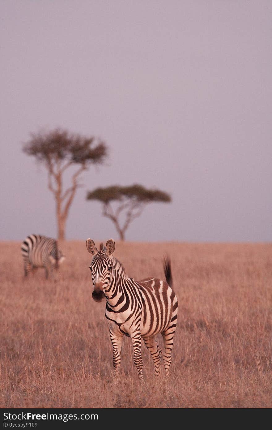 Zebras at dusk in the Maasai mara National Park, Kenya