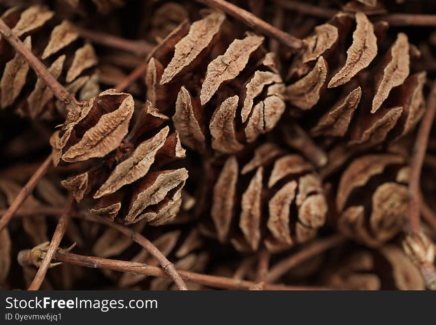 Macro photo background of cones Metasequoia glyptostroboides. View from above.