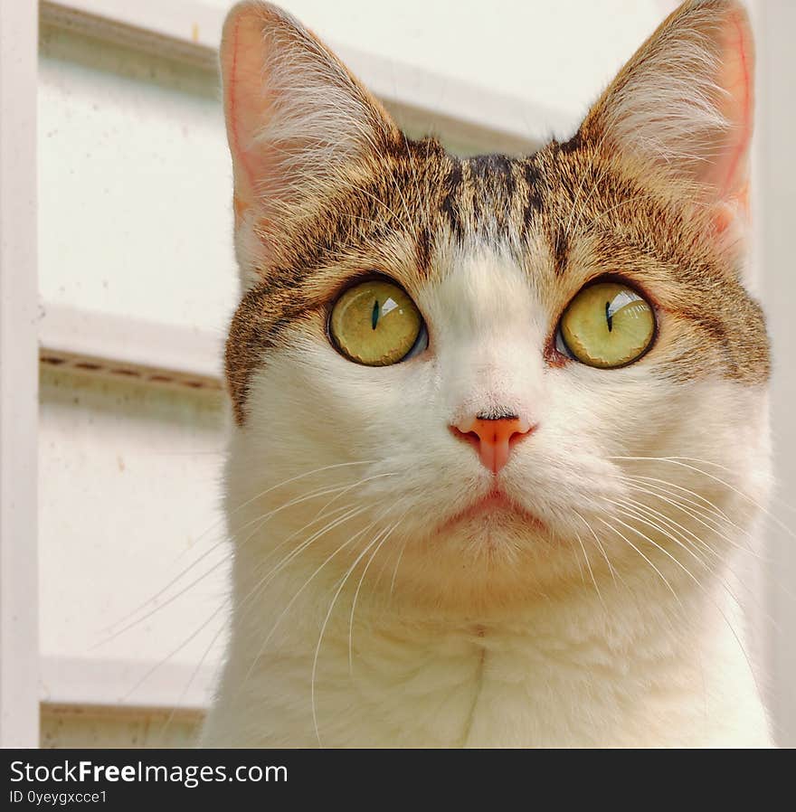 Lovely White Cat Face Close Up Portrait - Blurred Background Perfect Image For Advertising