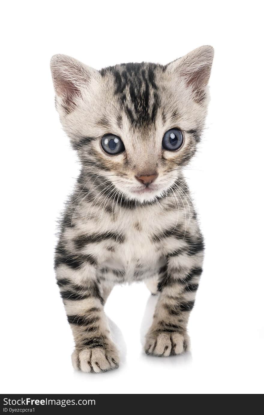 Munchkin bengal cat in front of white background. Munchkin bengal cat in front of white background