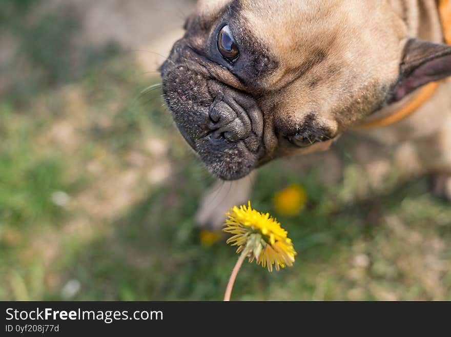 Happy young dog french bulldog playing outdoors with the owner and wants to eat a flower. Pet care and lifestyle concept