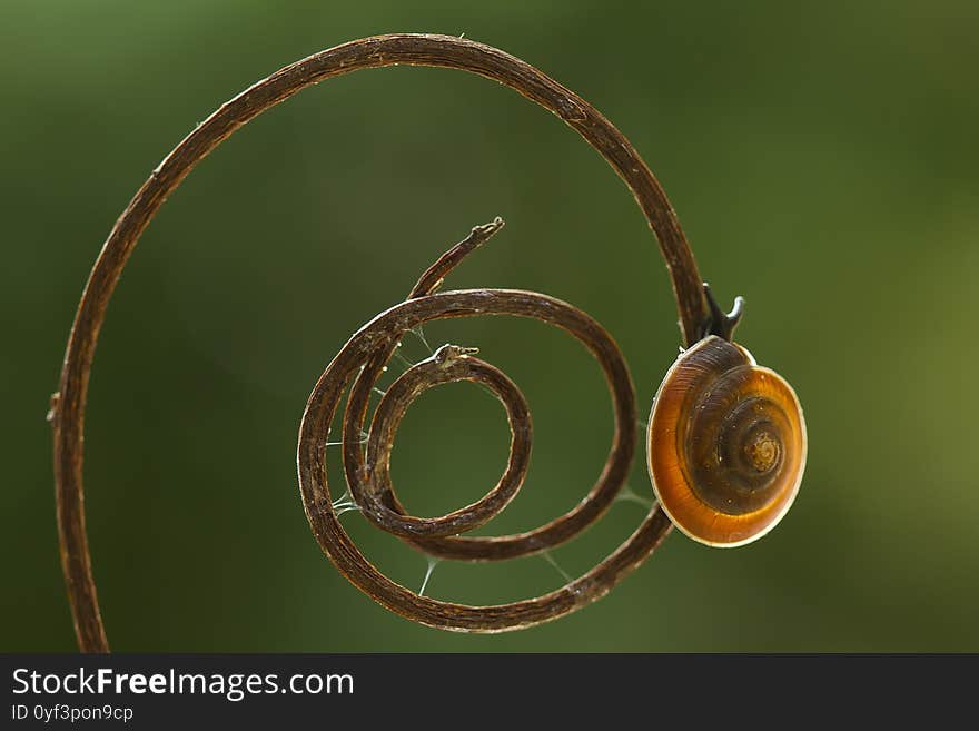 Snail On Unique Branch In Forest