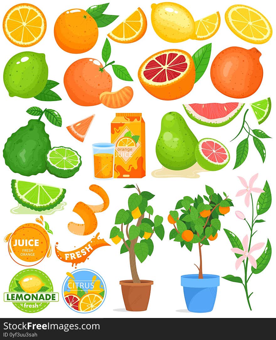 Citrus fruit vector illustration set. Cartoon flat food drink citrus collection with fresh orange juice, citric plant growing in pot, zest, slices of orange lemon grapefruit lime isolated on white. Citrus fruit vector illustration set. Cartoon flat food drink citrus collection with fresh orange juice, citric plant growing in pot, zest, slices of orange lemon grapefruit lime isolated on white