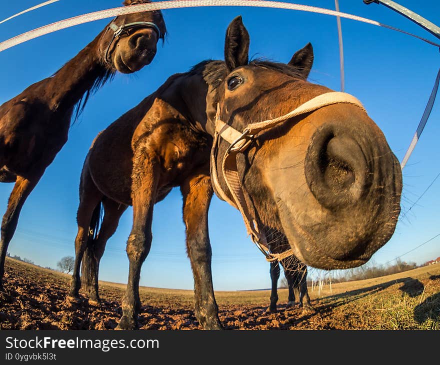 Funny Portrait of a horse