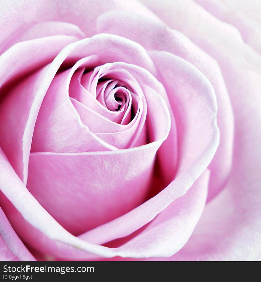 Beautiful pink rose macro background, holiday concept