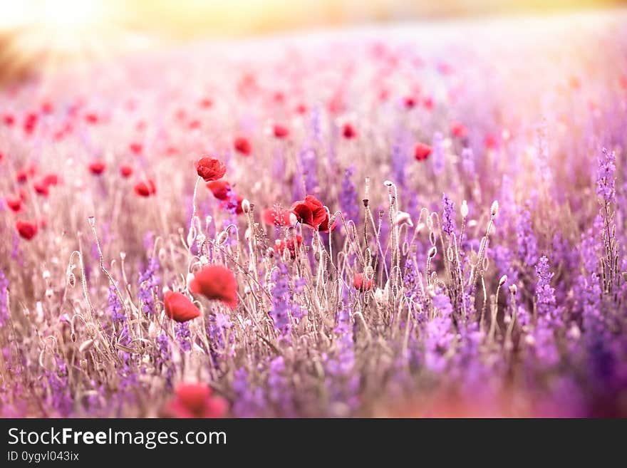 Flowering poppy flower in meadow, wild poppy flower and purple flower in bloom, beautiful landscape in springtime. Flowering poppy flower in meadow, wild poppy flower and purple flower in bloom, beautiful landscape in springtime