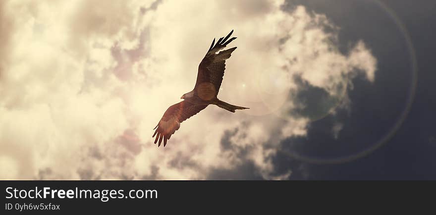 Eagle flying high above the clouds with sunrise ray. Eagle flying high above the clouds with sunrise ray