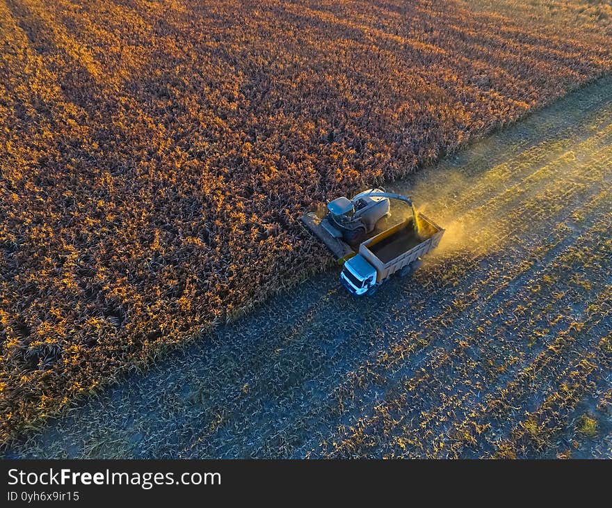 Sorghum Harvest,