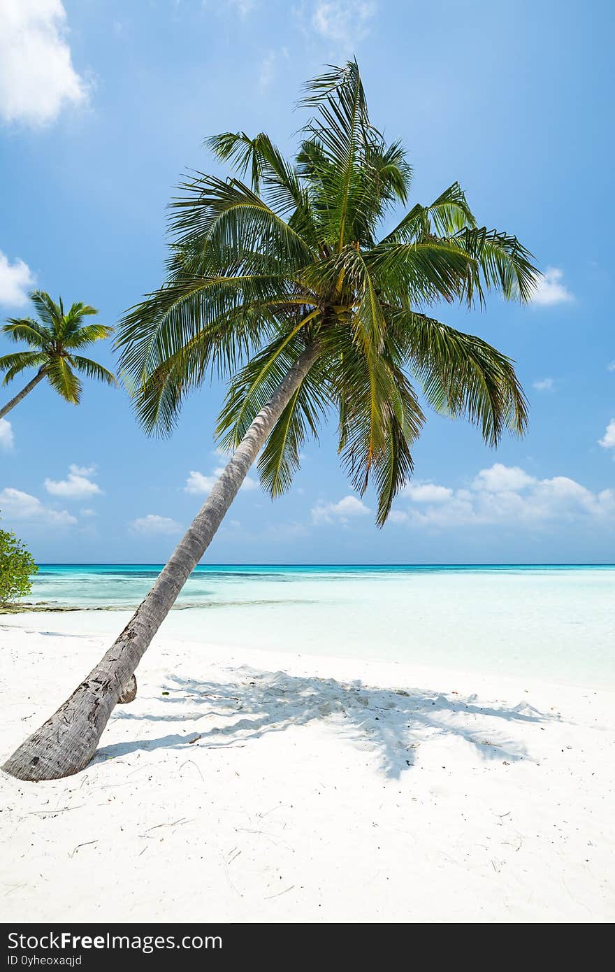 Coconut palm tree with bounty beach. Travel destination card, perfect getaway to Maldives island. Coconut palm tree with bounty beach. Travel destination card, perfect getaway to Maldives island