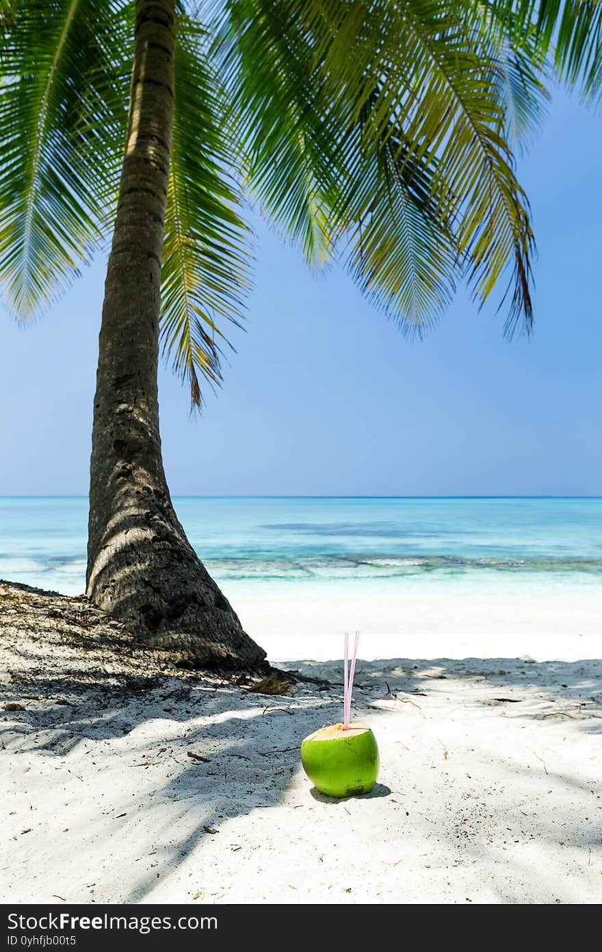 Tropical palm trees on seaside, fresh coconut cocktail drink on bounty beach with sea view, travel destinations. Tropical palm trees on seaside, fresh coconut cocktail drink on bounty beach with sea view, travel destinations