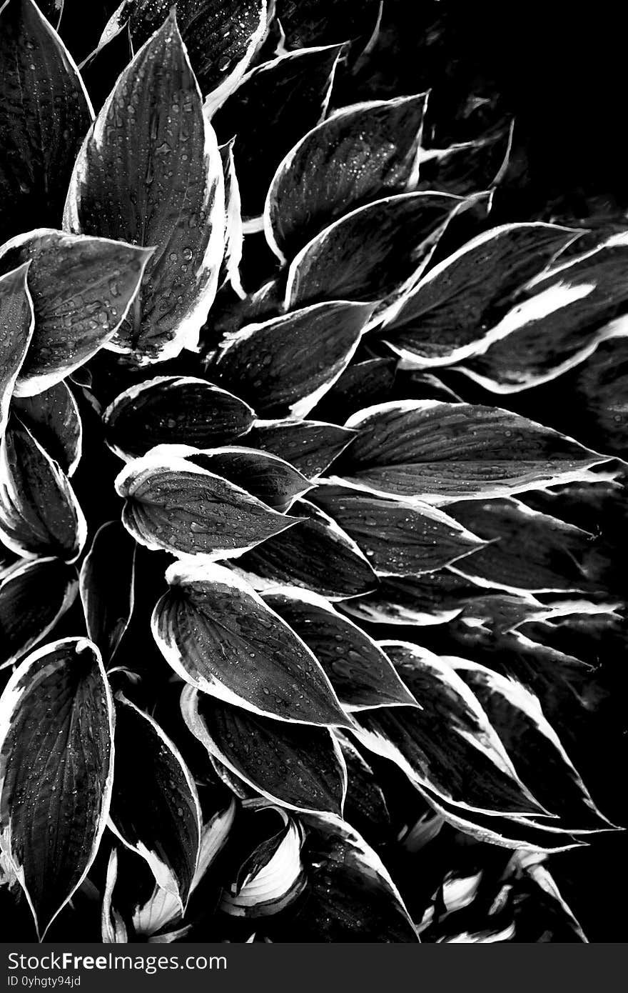 Black minimalistic leaves