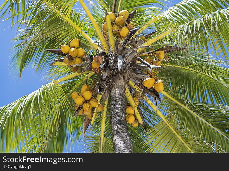 Coconut palm tree perspective view from floor high up on the beach, island of Zanzibar, Tanzania, East Africa