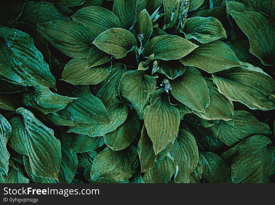 Abstract green leaves texture. Top view. Nature background