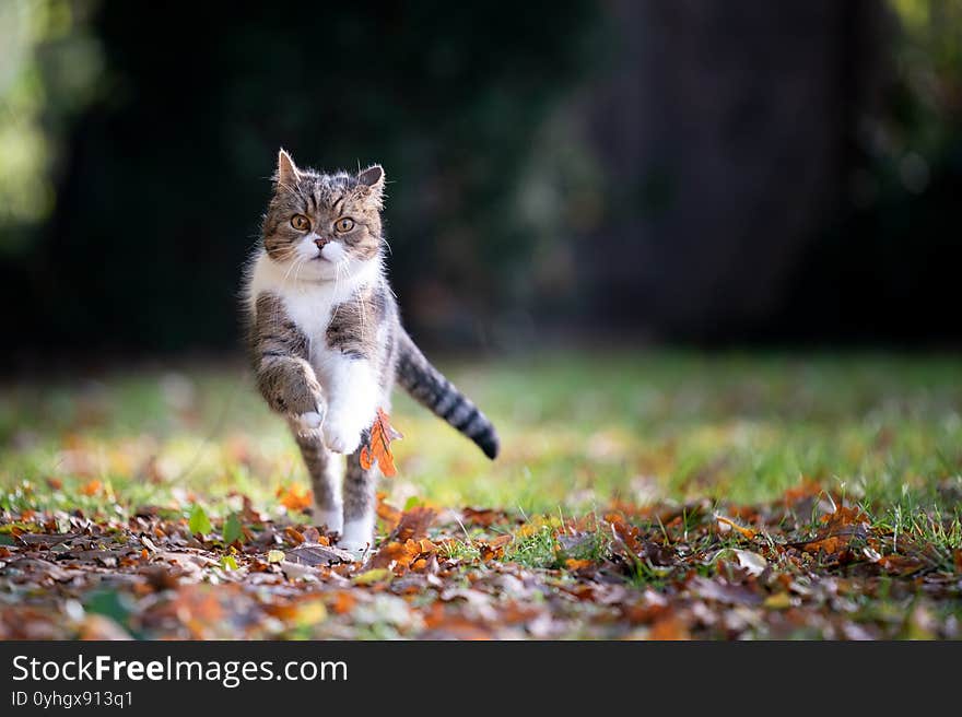 Tabby white british shorthair cat running towards camera on grass with autumn leaves looking outdoors in nature. Tabby white british shorthair cat running towards camera on grass with autumn leaves looking outdoors in nature