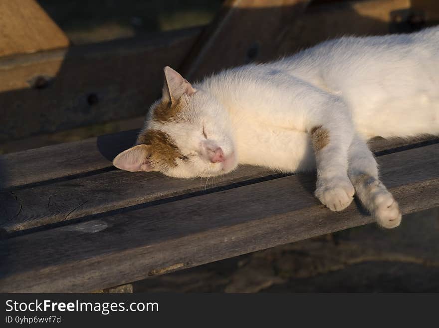 White and yellow cat is sleeping under sunset lights on a wooden bench