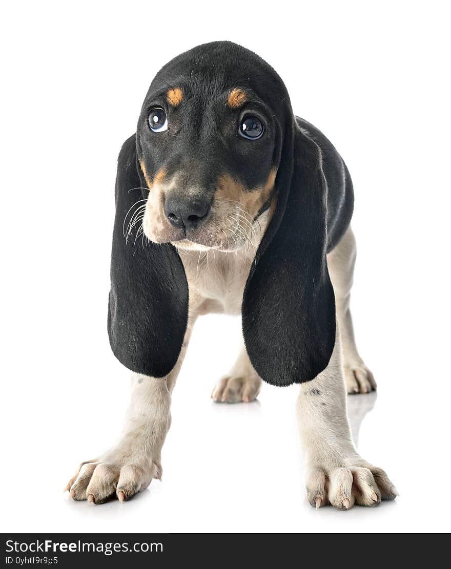 Puppy bernese Schweizer Laufhund in front of white background