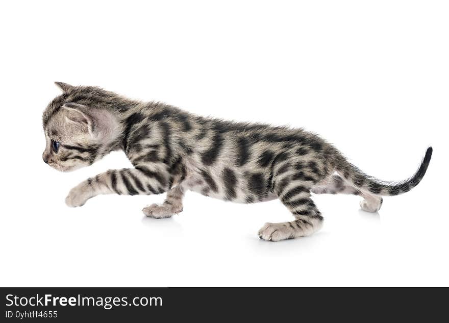 Bengal kitten in studio