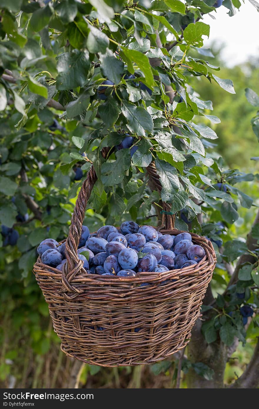 Plum harvest. Freshly torn plums in the basket on the green grass. Europe, Czech republic