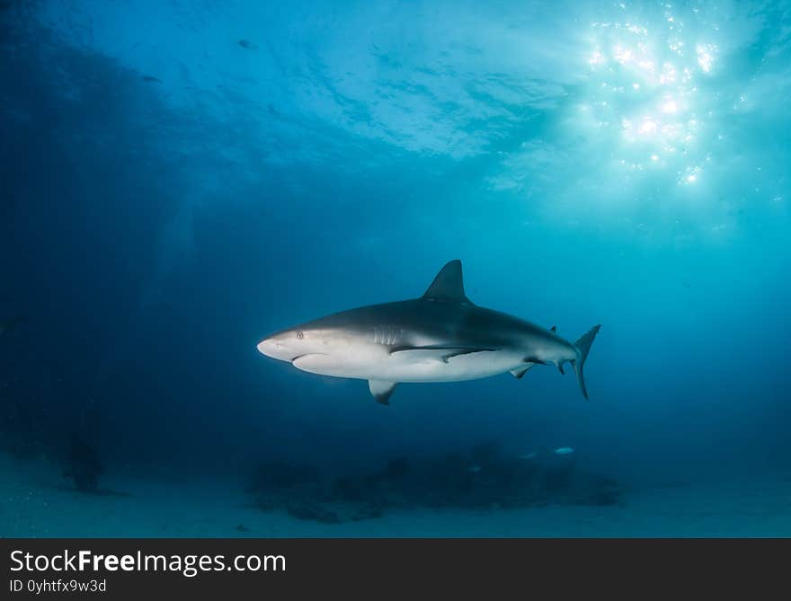 Caribbean reef shark at the Bahamas