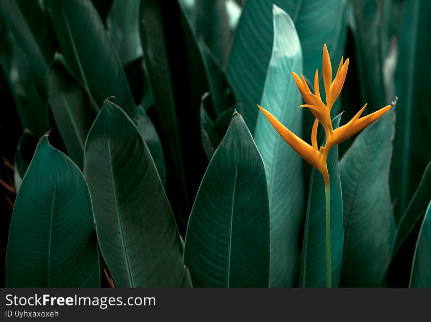 Heliconia  psittacorum or Heliconia Golden Torch or False Bird of Paradise Flower. Exotic tropical flowers in the jungle garden with leaves background. Heliconia  psittacorum or Heliconia Golden Torch or False Bird of Paradise Flower. Exotic tropical flowers in the jungle garden with leaves background