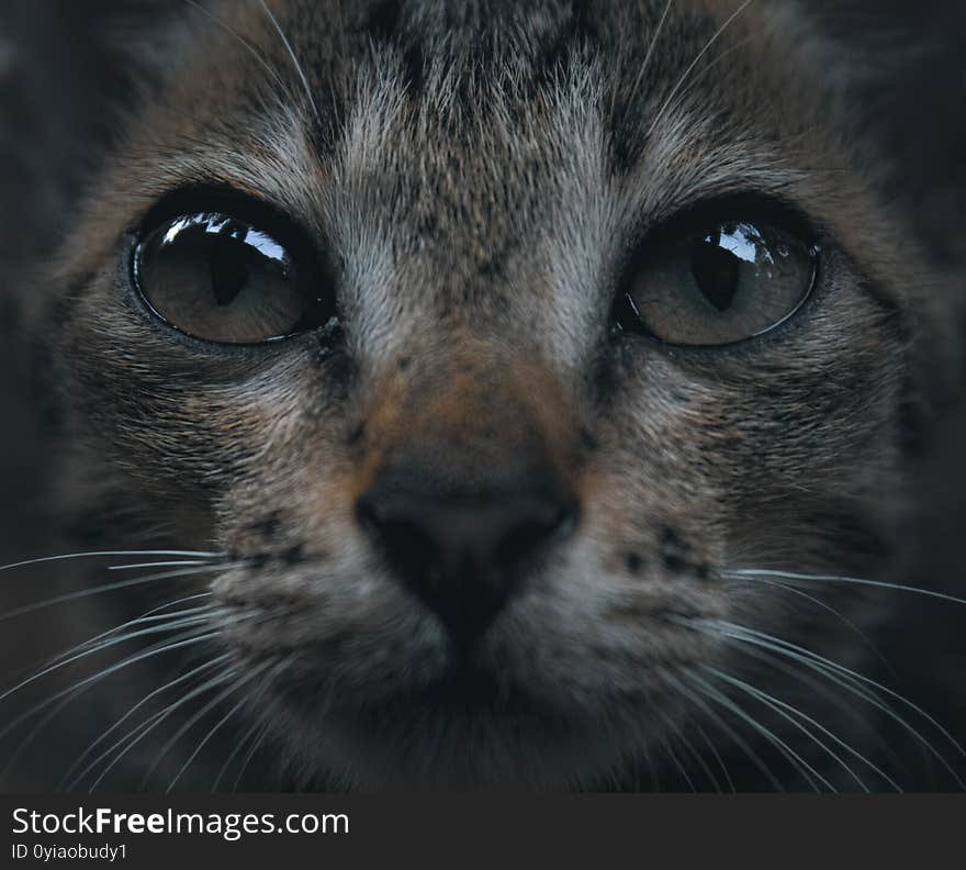 A kittens close on a moody background with a super focussed eye. A kittens close on a moody background with a super focussed eye