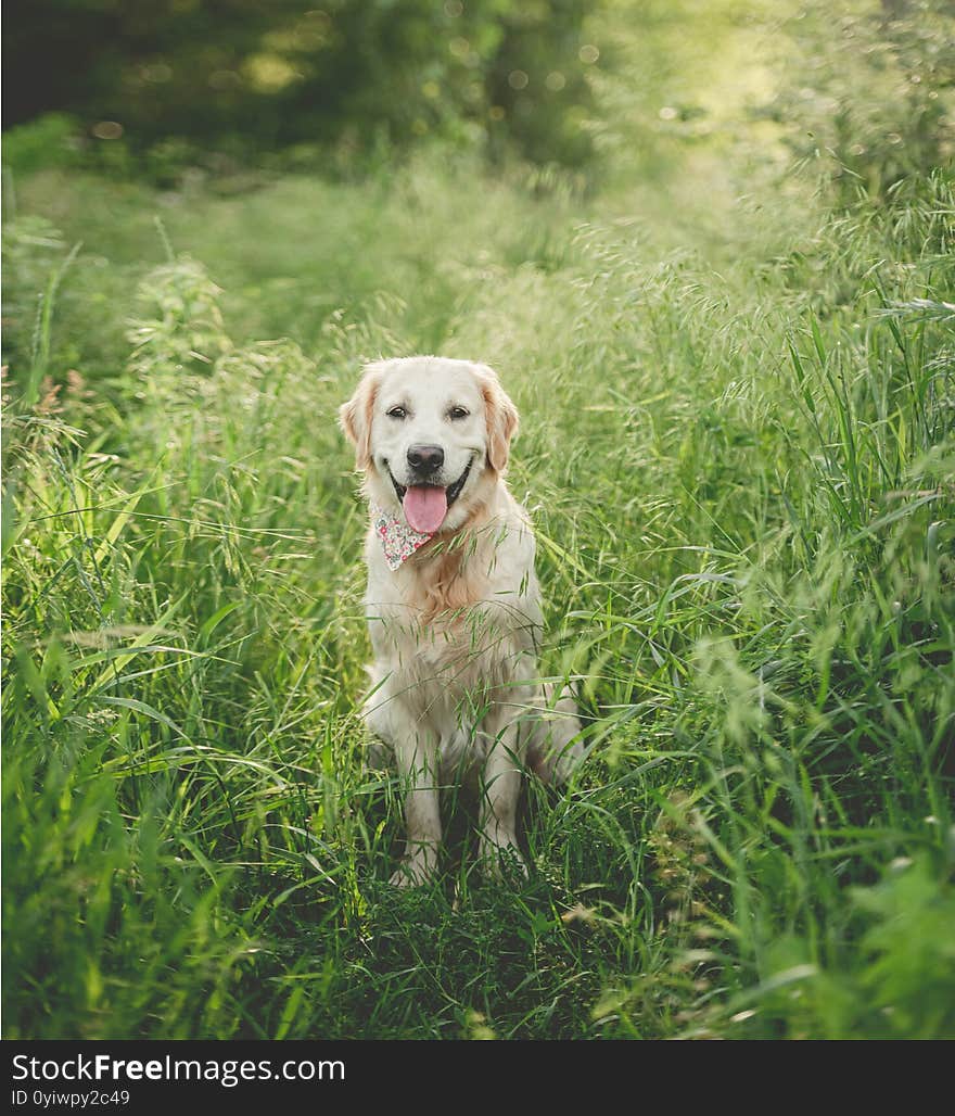 Muzzle of golden retriever framed by summer grass. Muzzle of golden retriever framed by summer grass