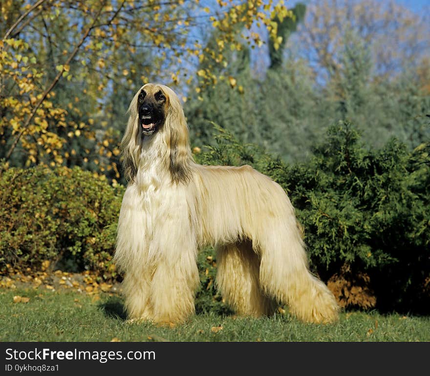 Afghan Hound, Adult Dog Standing On Grass