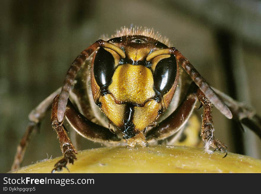 Hornet, Vespa Crabo, Adult Standing On Fruit