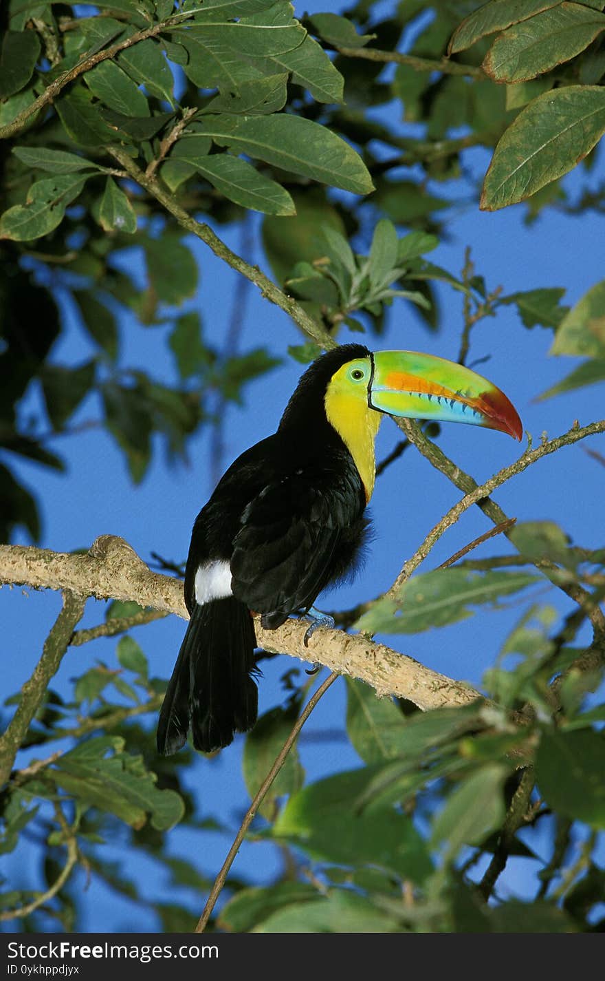 Keel-Billed Toucan, Ramphastos Sulfuratus, Adult Standing On Branch, Costa Rica