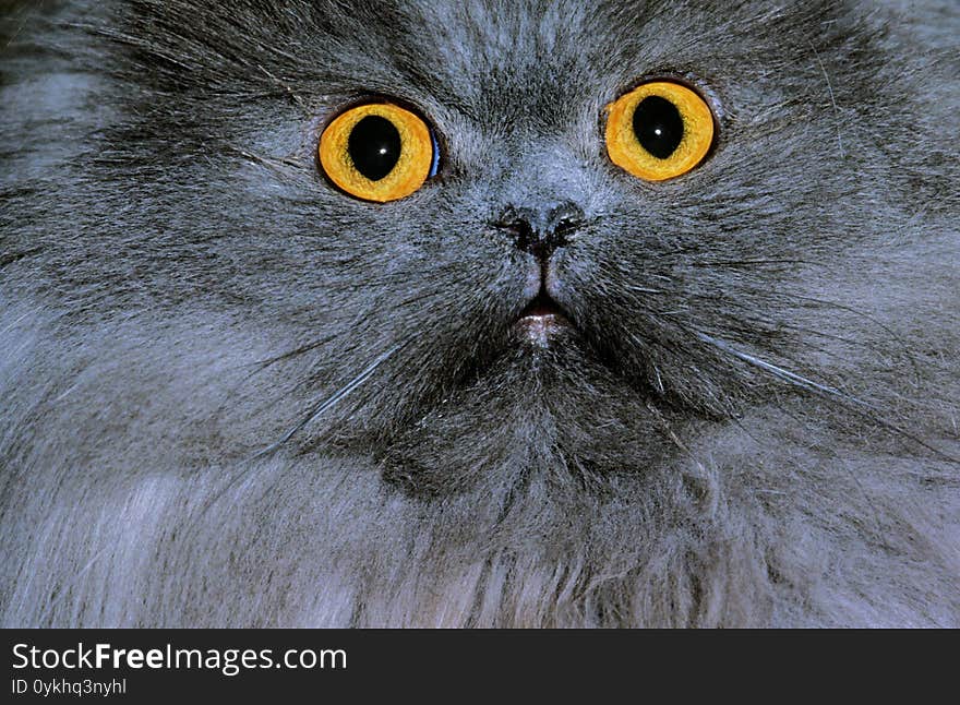 Blue Persian Domestic Cat, Portrait of Adult, Close-up of Eyes