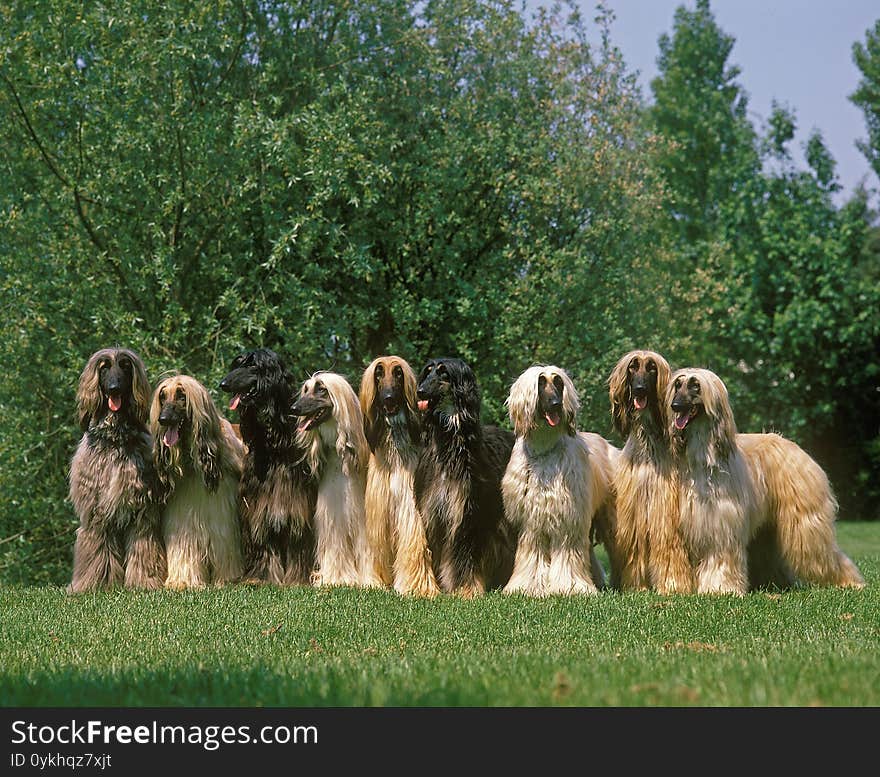 Afghan Hound, Group of Adults Standing on Grass