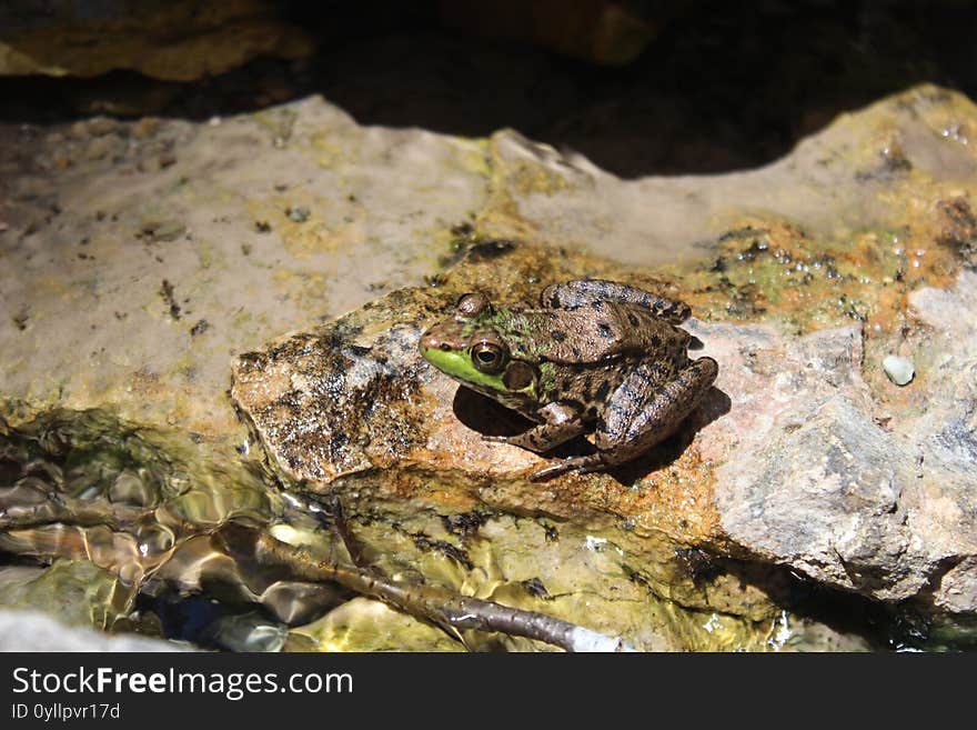 Frog on Rock