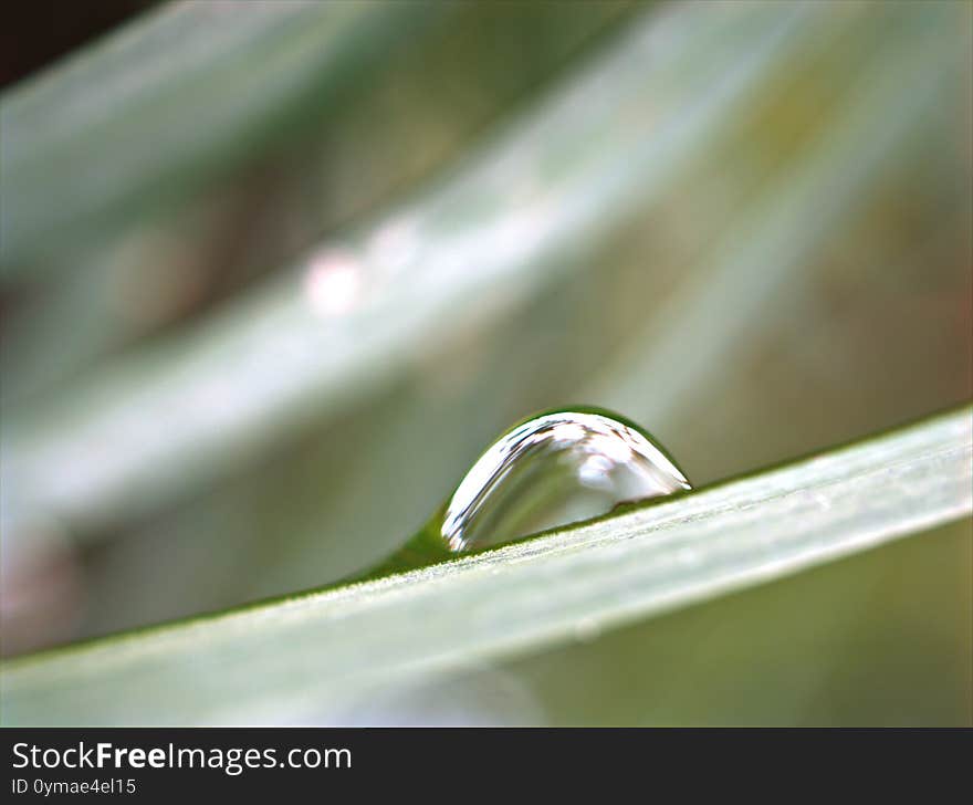 Closeup water drops on green leaf with blurred background ,macro image ,dew on nature leaves , droplets in forest ,yellow flower with drops of water