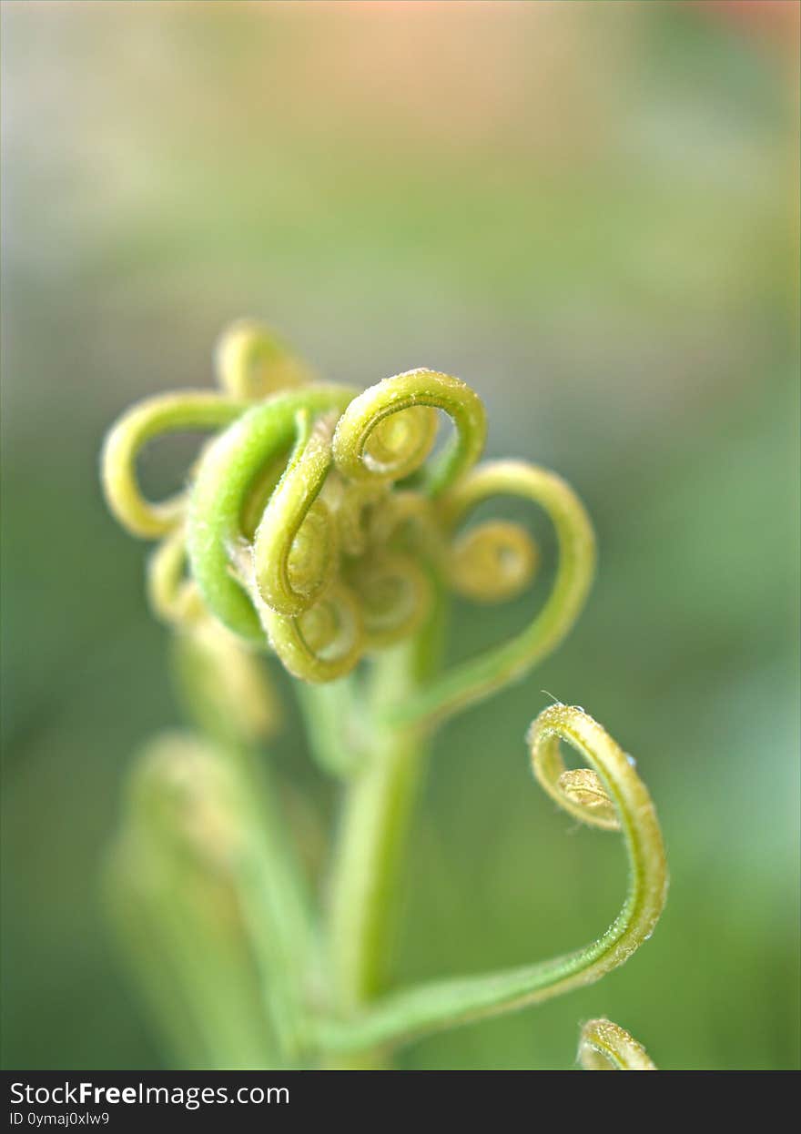 Close up of a young fern leaf in garden with green blurred background ,nature leaves of plants ,macro image ,soft focus