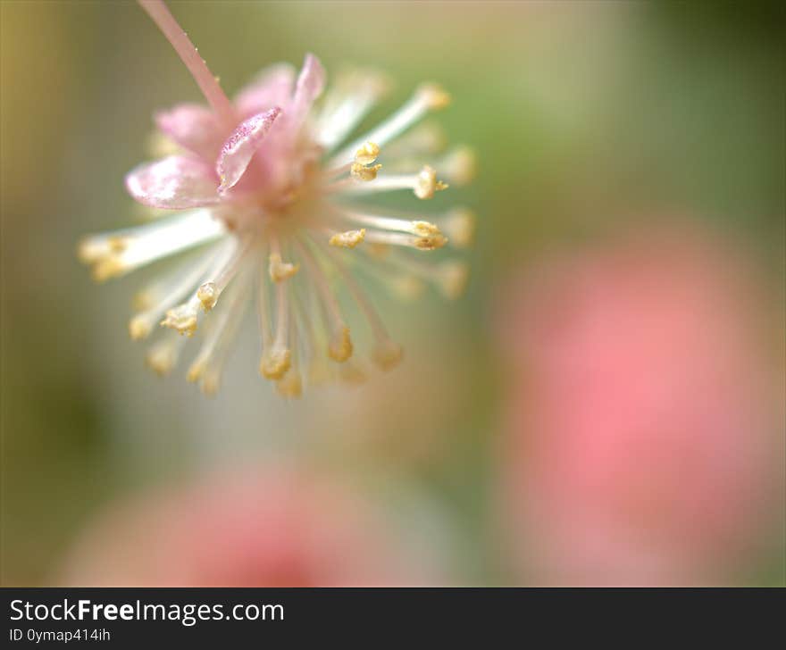 Closeup White Pink Flower Of Garden Croton ,Codiaeum Variegatum Plants In Garden With Blurred Background ,macro Image ,sweet Color