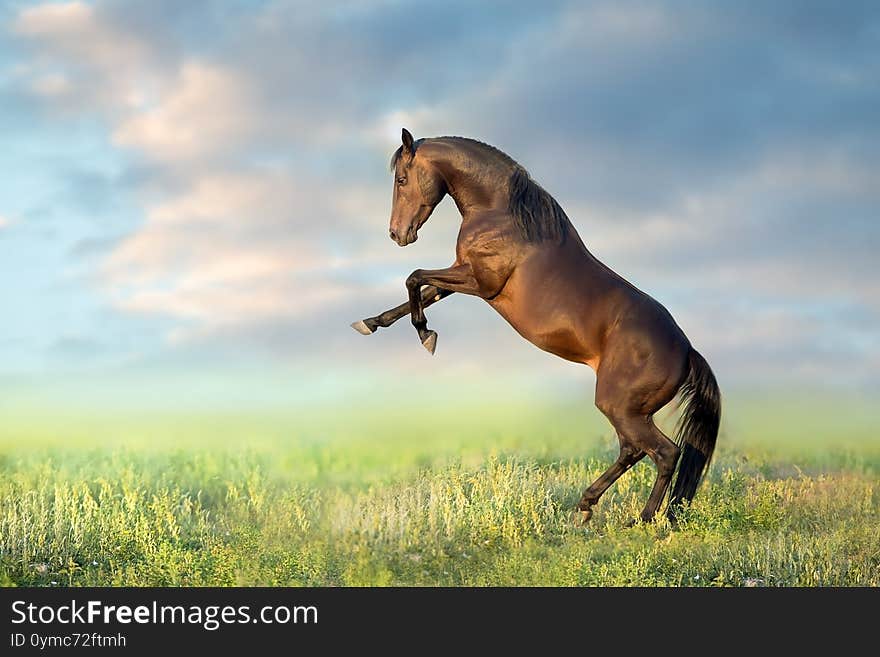 Bay stallion rearing up on green meadow against blue sky. Bay stallion rearing up on green meadow against blue sky