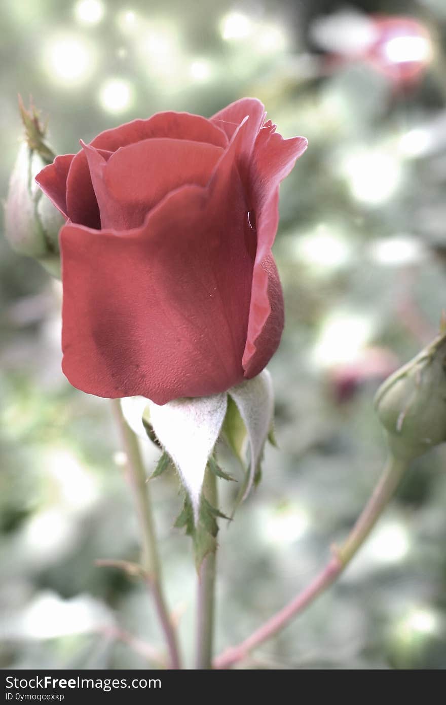 Perfect Red Rose.