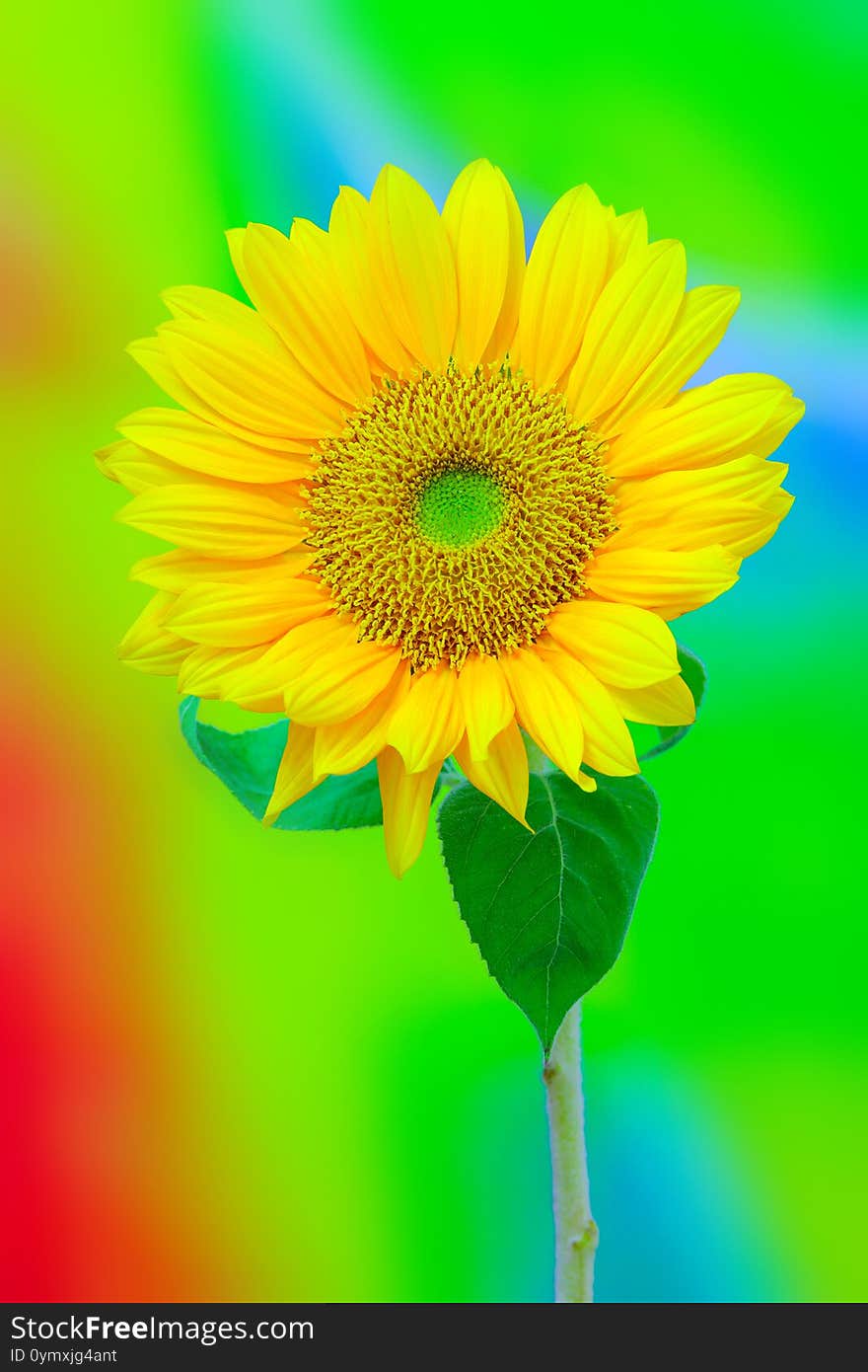 Vibrant and showy full blown sunflower on abstract backdrop