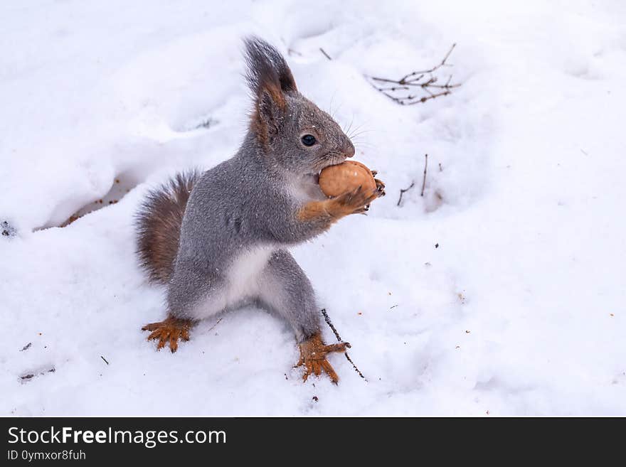 The Squirrel Sits On White Snow With Nut In Winter