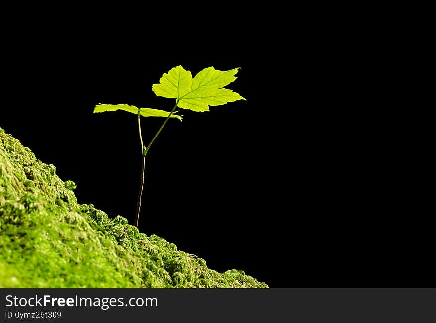 Sycamore sapling in the sunlight on a mossy forest floor. Acer pseudoplatanus, a young maple tree, native in Central Europe, growing on ground with moss, over black background. Close-up, macro photo.