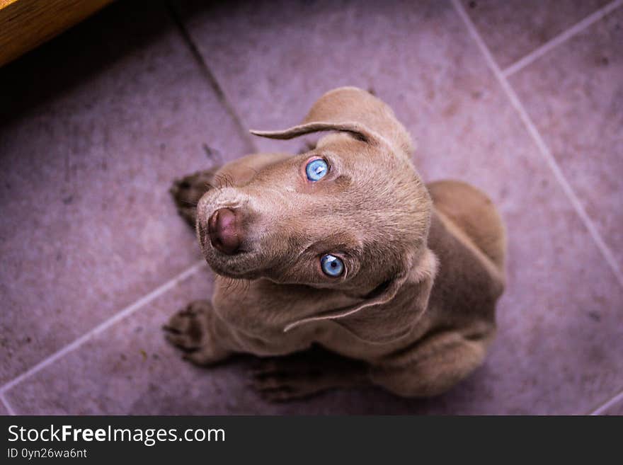 Weimaraner puppy dog photograph