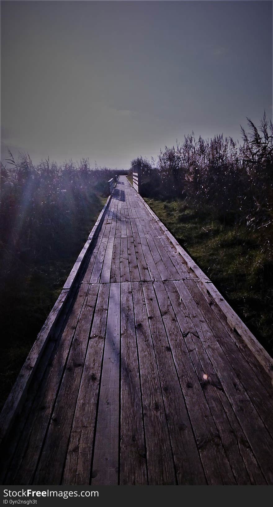 Panorama on a path in the marshes