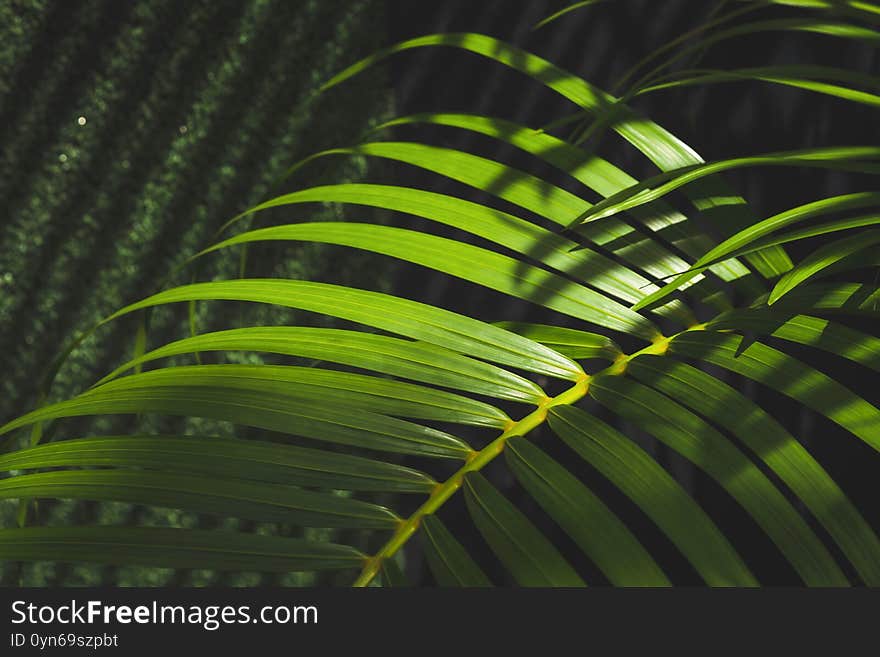 Sunlight and shadow on surface of green palm leaves with blurred dark home gardening area background. Sunlight and shadow on surface of green palm leaves with blurred dark home gardening area background