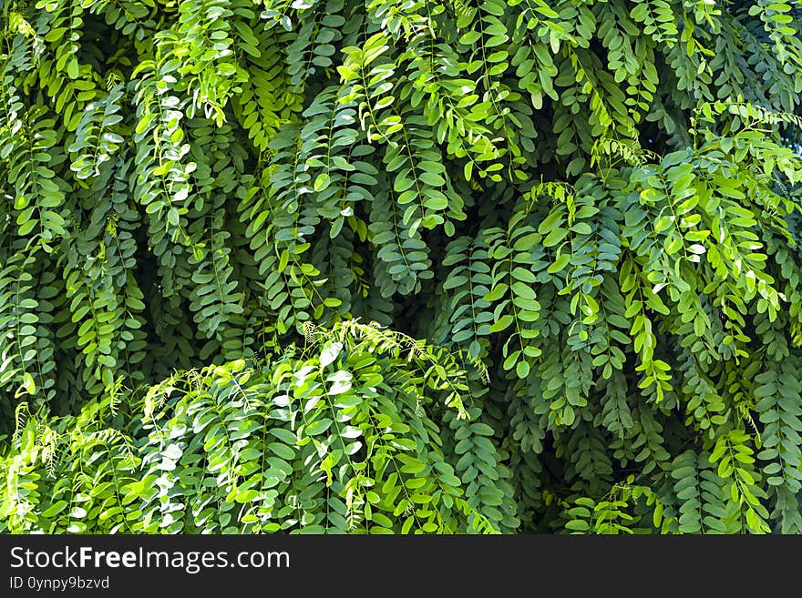 Acacia Leaves Close Up