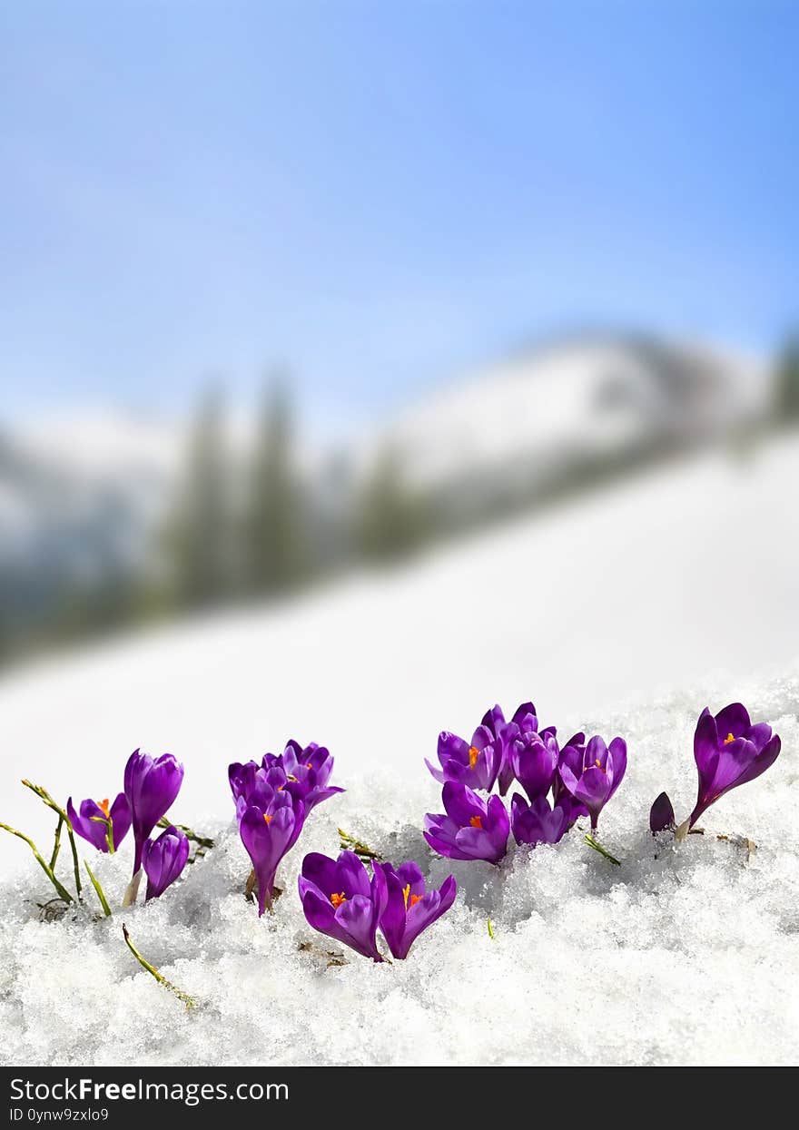 Spring landscape of blooming flowers violet crocuses  Crocus heuffelianus  on glade in mountains covered of snow.