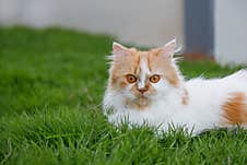 Hand Of Children Feeding Green Grass To The Persian Cat On A Grass Field, For Pet Herbal Natural Medical And Organic Concept Stock Photography