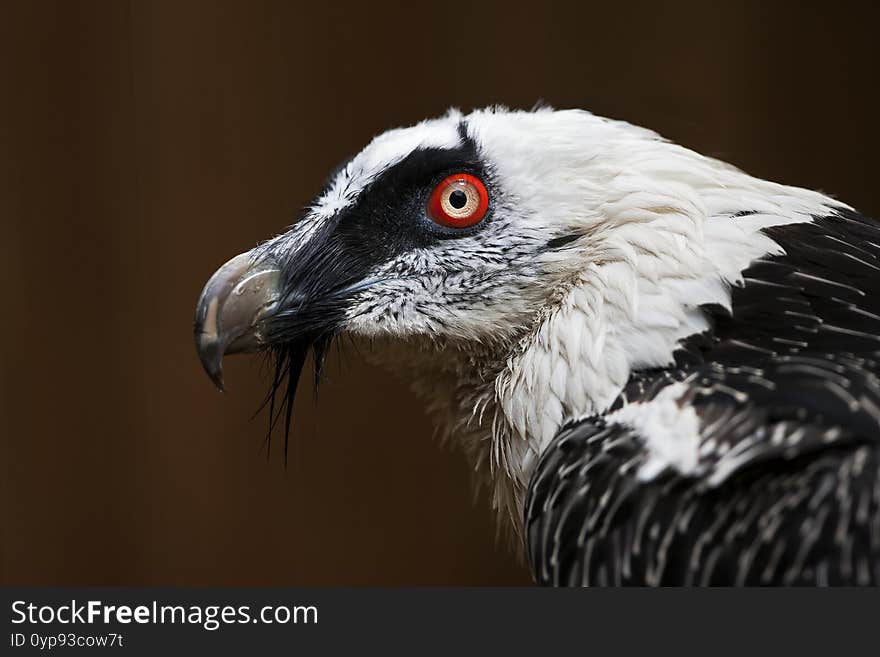 Bearded Vulture, Gypaetus Barbatus, Portrait Of Adult