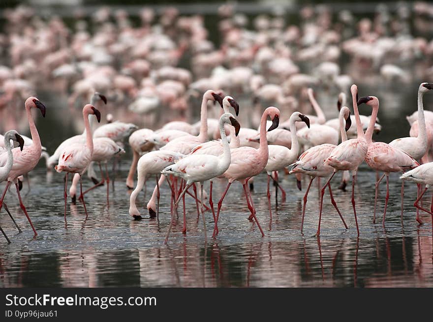 Lesser Flamingo, Phoenicopterus Minor, Colony At Nakuru Lake In Kenya